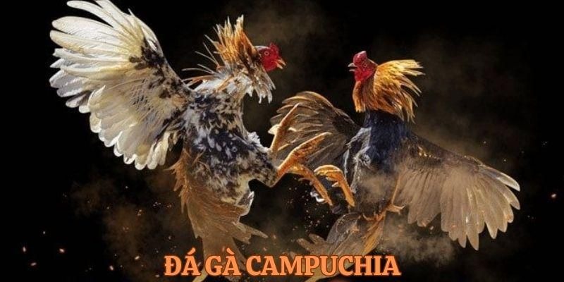 Kinh nghiệm khi chơi đá gà Campuchia cho người mới