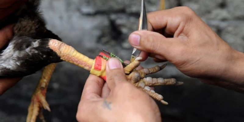 Các cửa cược có tỷ lệ thắng cao và mức thưởng hấp dẫn