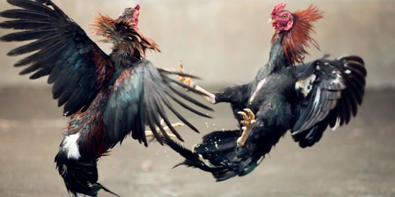 Giới thiệu những nét chung về đá gà Mỹ