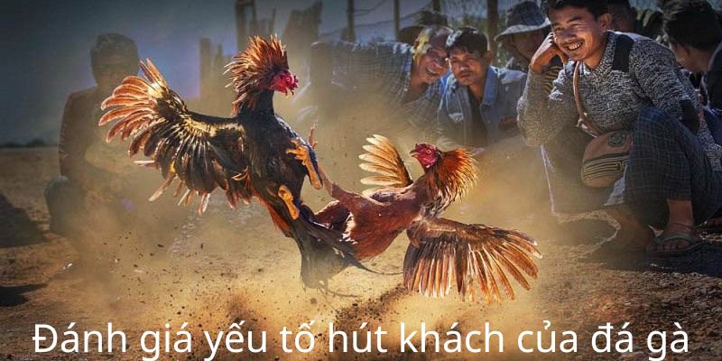 Đánh giá yếu tố hút khách của đá gà EE88