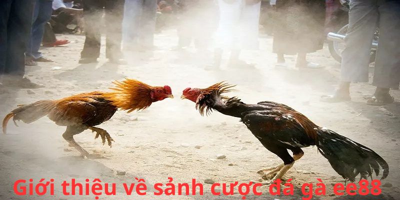 Giới thiệu về sảnh cược đá gà EE88